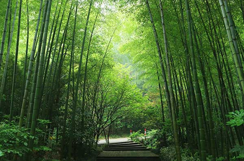 江苏溧阳南山竹海一流的天然氧吧